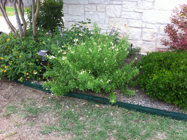 2012/00(Landscaping)/640x480_2012-04-30-6607 Conifer Cove-62.jpg